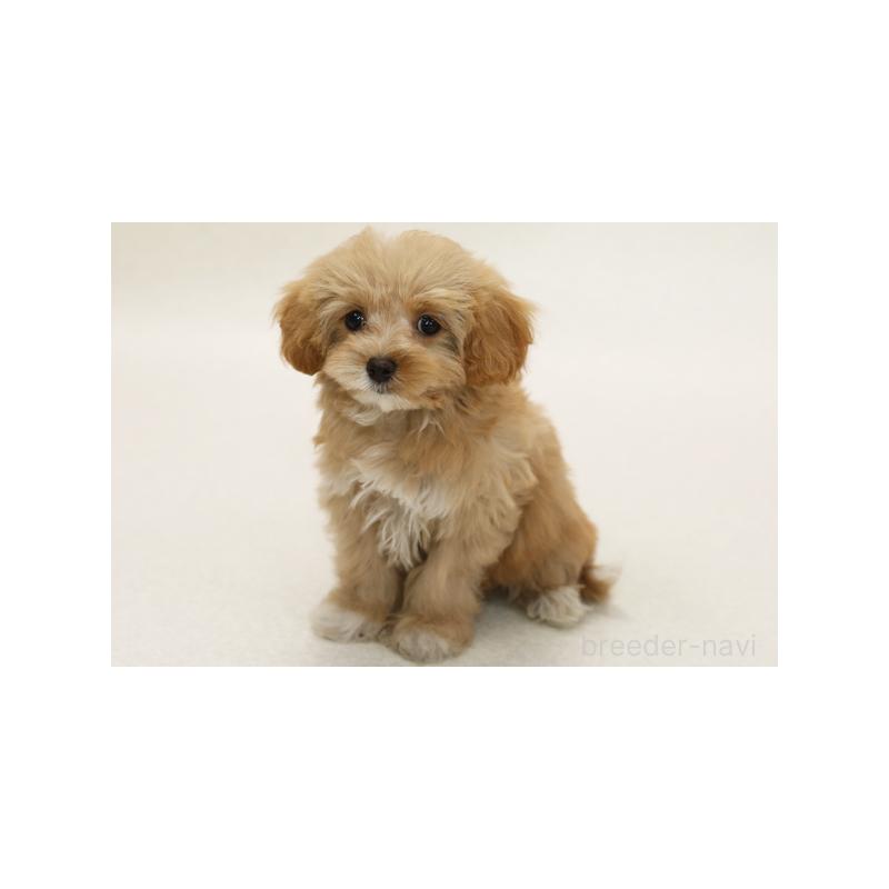 販売中の神奈川県のミックス犬-386723
